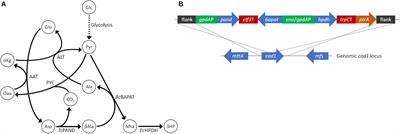 Integration of Proteomics and Metabolomics Into the Design, Build, Test, Learn Cycle to Improve 3-Hydroxypropionic Acid Production in Aspergillus pseudoterreus